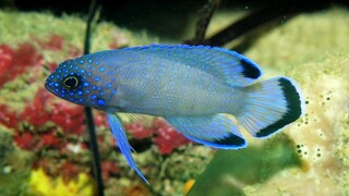 ikan hias berwarna biru - blue devil fish