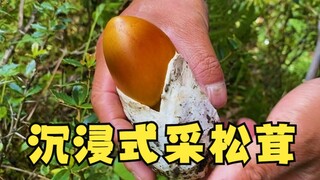 新鲜松茸拔出来的声音是不是很解压，洛桑带你沉浸式采松茸，建议戴上耳机观看
