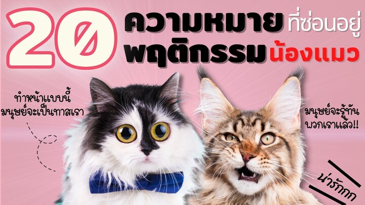20พฤติกรรมแมวสุดอินดี้ กับความหมายที่แฝงอยู่ #ECOBOK