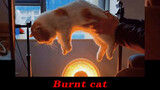 Cats Enjoy Warming Themselves With The Heater