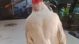 MY MALAYSIAN SERAMA BANTAN