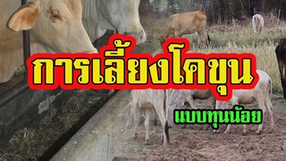 การเลี้ยงโคขุน วัวขุน | แบบทุนน้อย |