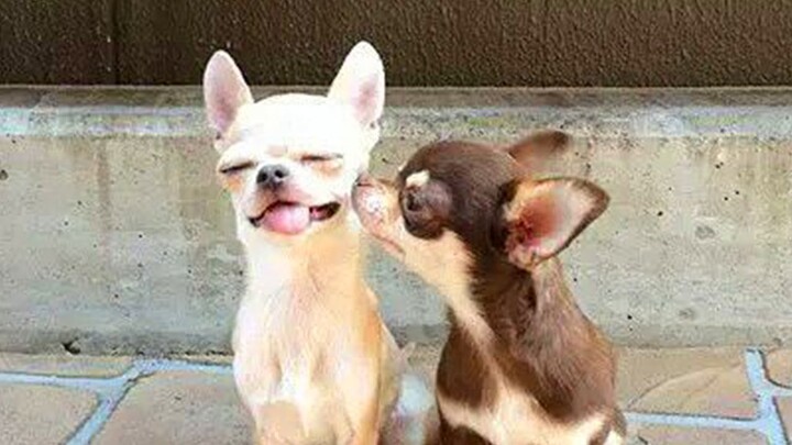 Angry Pets Compilation : Funny Angry Dogs of The Week - Bilibili Angry Pets Compilation : Funny Angry Dogs of The Week - Bilibili