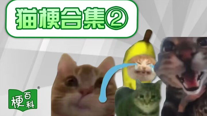 [Gengpedia] Banana cat is still crying? Oiiiaioooooiai? Endless cat memes!