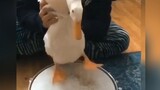 [Music editing]Duck beating the drum