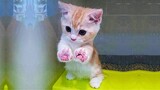 Cute and funny baby cat playing with mouse doll _ Cute Cats