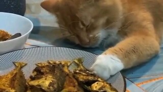 vidio kucing random ,,