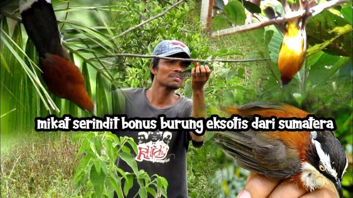EDISI RAMADHAN MIKAT BURUNG SERINDIT || BONUS CICA KOPI DAN KUTILANG EMAS