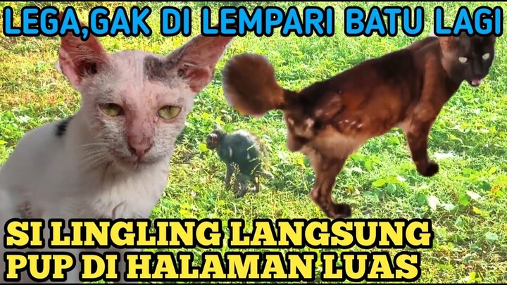 MOMEN HARU KUCING ENDERIZA DULU SERING DI USIR,DI LEMPARI BATU KELUAR PERTAMA KALI DARI RUMAH BARU