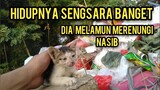Anak Kucing Liar Menangis Sedih Masih Kecil Setiap Hari Cari Makanya Di Tempat Sampah