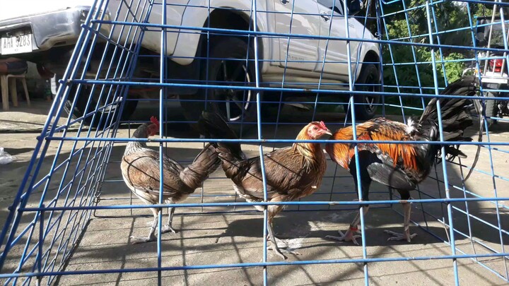 mike mendoza joeblack broodstag / ming dynasty gf grey pullet / allan ablao mclean hatch pullet