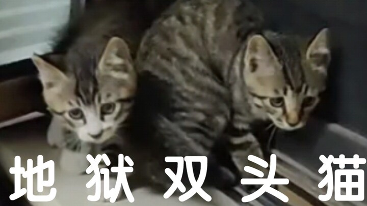 窗帘一拉，猫猫回家（求领养）