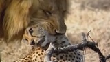 Cheetah Lunch for Lion