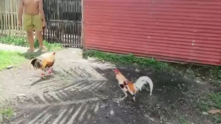 short spar