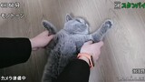 [Mèo cưng] Khi phát hiện ra mèo của bạn mình rất ngoan