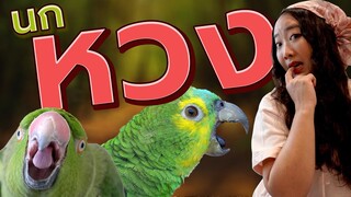 นกแก้วหวง (Jealous Parrots) Ep.196