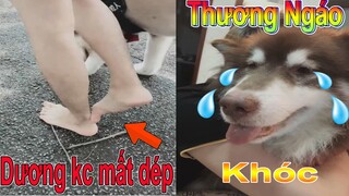 Dương KC | Ngáo Husky làm mất dép của Dương KC | Ngáo làm gẫy ghế | Thú Cưng TV