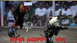 Sabung Ayam | Sabung Ayam Online |  Wala Meron | Sabung Ayam Taji Pisau