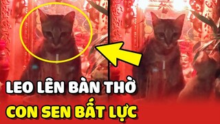 Bất lực trước chú Mèo leo lên bàn thờ để "TU THÀNH CHÁNH QUẢ" 😂 | Yêu Lu