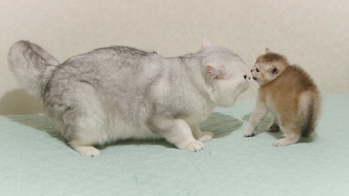 You are not my son! And you are not my dad! The first meeting of Joy the Cat and Galileo the Kitten.