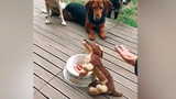 Reaksi Setelah Menyaksikan Boneka Anjing Jatuh Setelah Makan Biskuit