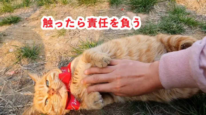 Helping A Stray  Pregnant Orange Cat