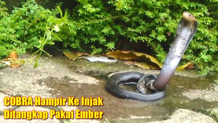 Menangkap Ular COBRA Pakai Ember