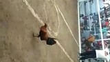 4 Cocks derby @Sara coliseum ....1st fyt Win Peruviangrey/Alimbuyugin