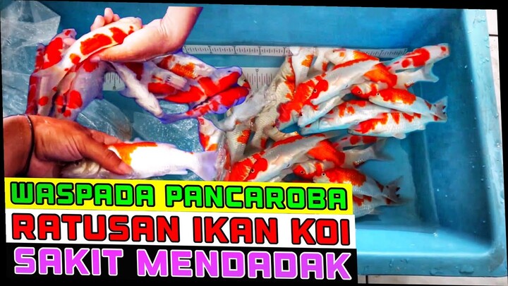Waspada pergantian musim ratusan koi mendadak sakit!