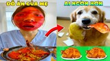 Thú Cưng Vlog | Chó Gâu Đần Golden Troll Mẹ #11 | Chó gâu đần vui nhộn | Smart dog golden funny