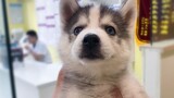 [Thú cưng] Husky điên cuồng giành bánh bao của bác sĩ thú y