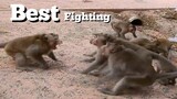 OMG Terrify Monkey Fighting 01 VS 05,Who Remember This Old Video Fighting,Best King 02 Groups  Fight