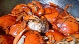 Crabs so Yummy