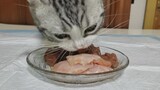 Kucing Makan Daging Mentah (Bagian 1)