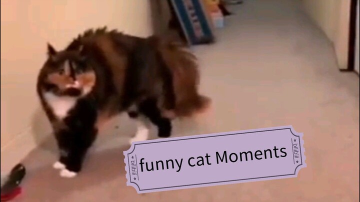 funny Moments 🐱