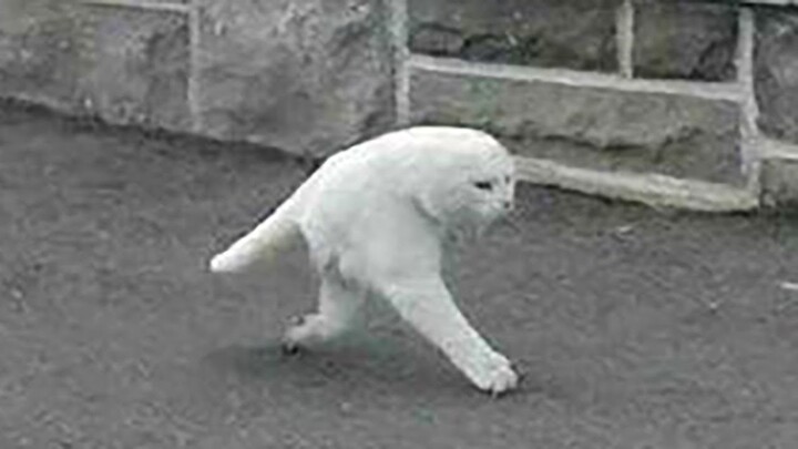 Funniest Cats And Dogs π§ - Best Of The 2022 Funny Animal Videos π - Cutest Animals Ever - Bilibili Funniest Cats And Dogs π§ - Best Of The 2022 Funny Animal Videos π - Cutest Animals Ever - Bilibili