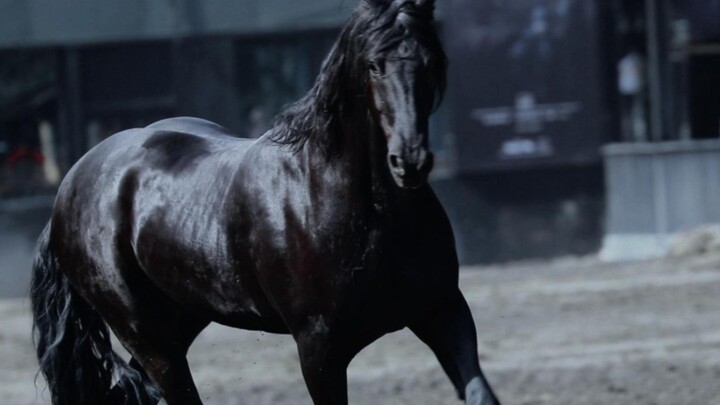 【Friesian Horse】Thug in Suit