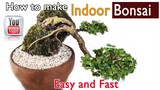 如何制作室内盆景 Rúhé zhìzuò shìnèi pénjǐng How to make Indoor Bonsai in easy way and fast