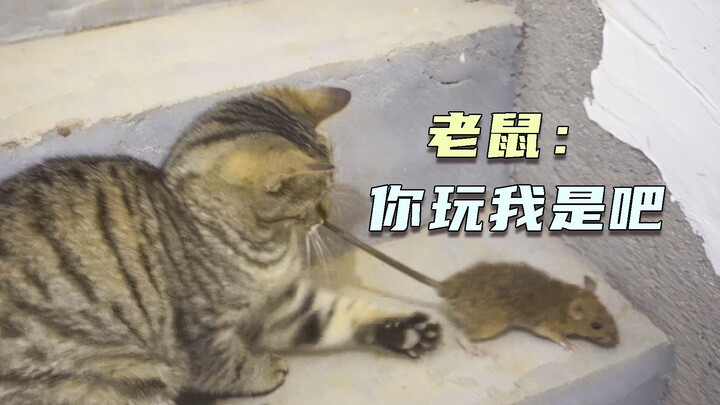 猫和老鼠，结局大反转