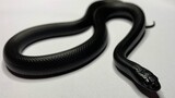Chiêm ngưỡng vẻ đẹp rắn vua đen Mexico ở cự ly ngắn