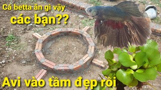 Long Đen Xây Avi Này!! Và Hỏi Các Bạn Cá Betta Ăn Gì??