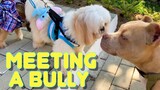 Shih Tzu Dog Meets American Bully For The First Time | Is He A Friend or Foe?