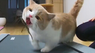 Putting Cats On a  Treadmill, And You'll Find A Whole New World!