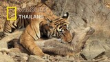 เสือโคร่งเบงกอล  (Bengal tiger) สัตว์นักล่าแห่งเอเชียใต้ |สารคดี WILDLIFE