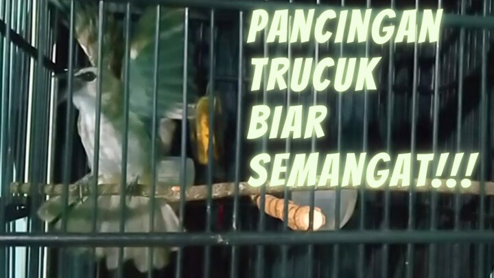 Bikin Trucuk SEMANGAT Bunyi dengan Pancingan Trucukan GACOR