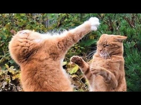 Funny animals - Funny cats / dogs - Funny animal videos 277