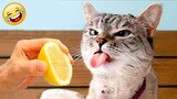 Video Kucing Lucu Banget Bikin Ngakak #84 | Kucing dan Anjing | Kucing Lucu Imut