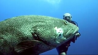 Friendly Grouper