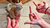Oh No! Tik Tok - Funny Pets Reaction| MEOW