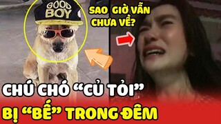 Chú chó "CỦ TỎI" nổi tiếng trên MXH bị "THANH NIÊN CHẠY EXCITER" nào đó bế đi  trong đêm | Yêu Lu